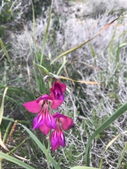 Gladiolus communis byzantinus