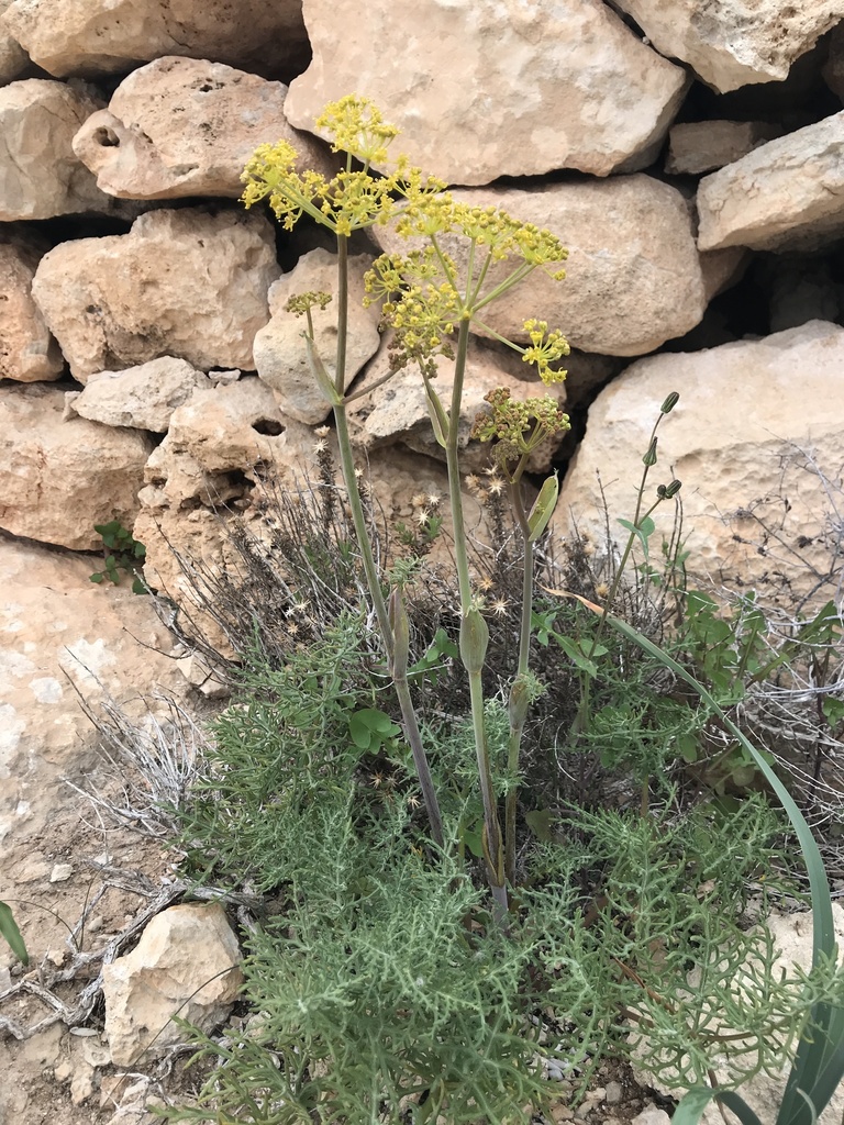 Thapsia pelagica