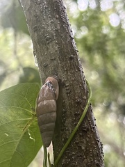 Bahiensis punctatissimus