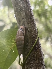 Bahiensis punctatissimus