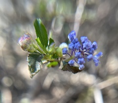Ceanothus foliosus
