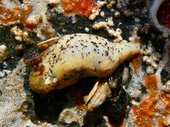 Cucumaria piperata