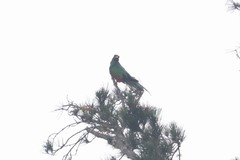 Pharomachrus fulgidus