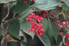 Salvia libanensis