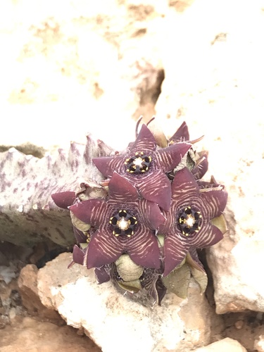 Apteranthes europaea (Apteranthes europaea)