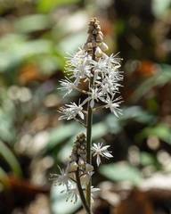 Tiarella wherryi