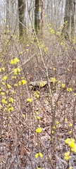Lindera melissifolia