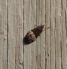 Scoparia minusculalis