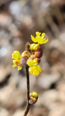 Lindera melissifolia