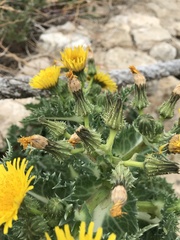 Sonchus asper glaucescens