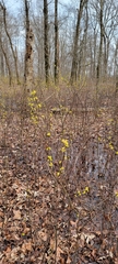 Lindera melissifolia