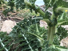Sonchus asper glaucescens