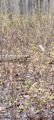 Lindera melissifolia