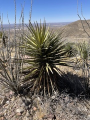 Yucca faxoniana