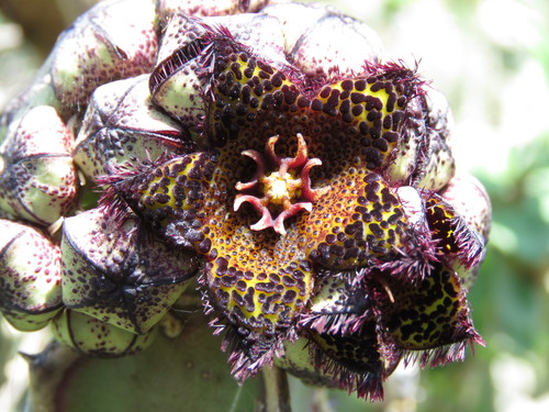 Ceropegia foetida image