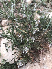Carrichtera annua