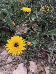 Reichardia tingitana