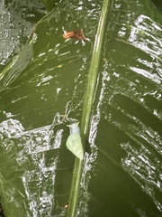 Leiostracus perlucidus