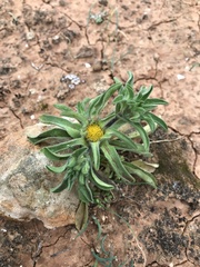 Asteriscus aquaticus