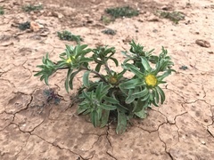 Asteriscus aquaticus