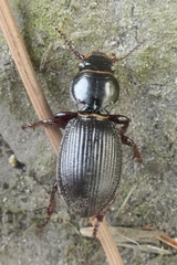 Mecodema moniliferum