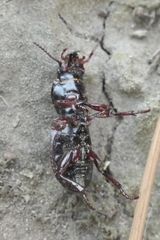 Mecodema moniliferum