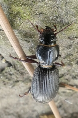 Mecodema moniliferum