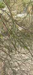Moringa peregrina