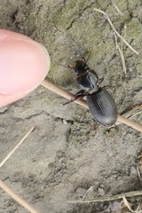 Mecodema moniliferum