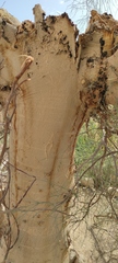 Moringa peregrina