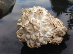 Calvatia sculpta
