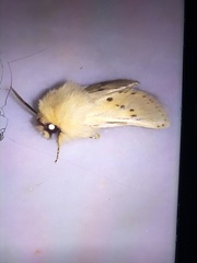 Dyspessa salicicola