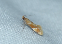 Epicallima formosella