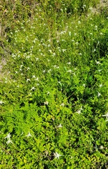 Rhynchospora colorata image