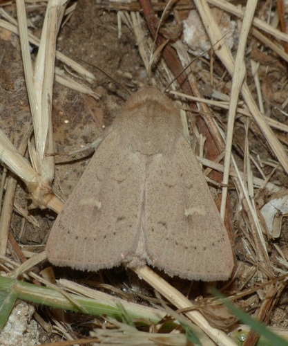 Gelsvarudis Pievinukas nuotrauka