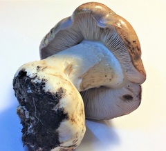 Glaucopodes