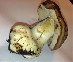 Glaucopodes