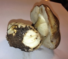 Glaucopodes