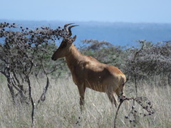 Alcelaphus buselaphus