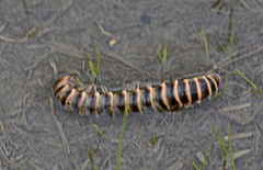 Semionellus placidus