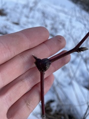 Neolasioptera nodulosa