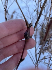 Neolasioptera nodulosa