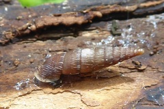 Alinda biplicata