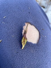 Neolasioptera nodulosa