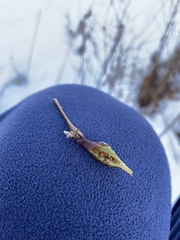 Neolasioptera nodulosa