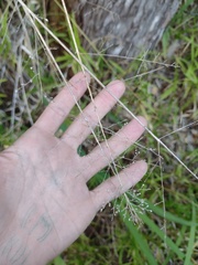 Isachne distichophylla