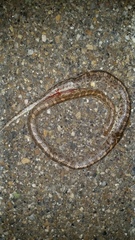 Arizona elegans