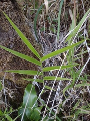 Isachne distichophylla