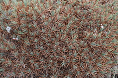 Acantholimon libanoticum