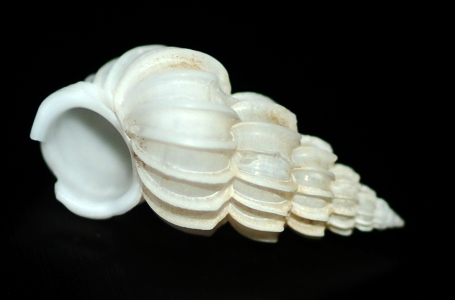 Epitonium obtusum